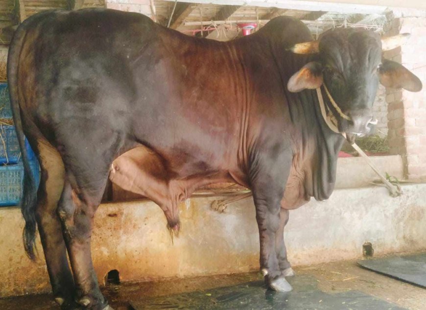 বদলগাছীতে নজর কাঁড়ছে ১২শ কেজি ওজনের কালা-মানিক!